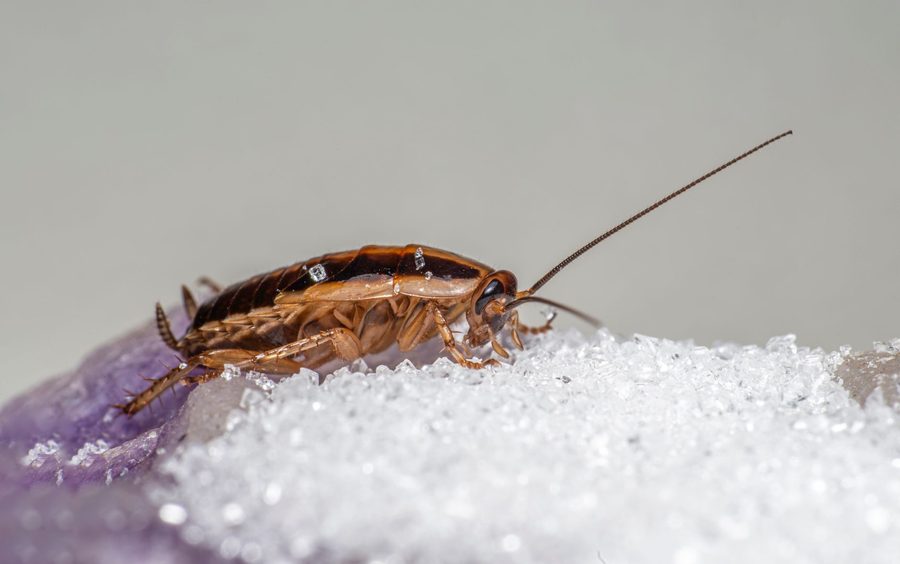 Our pest control in San Diego 1