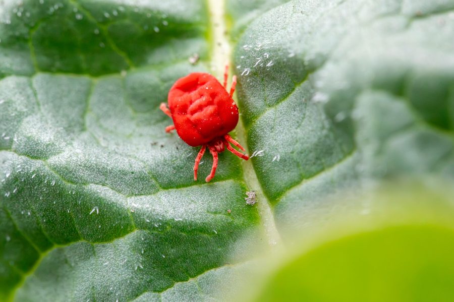 Our pest control in San Diego 2