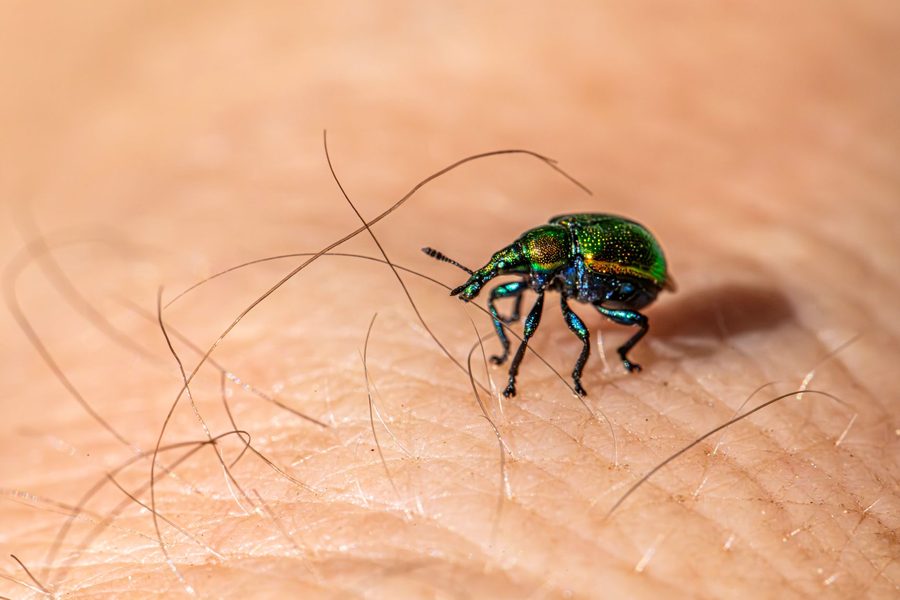 Our pest control in San Diego 4