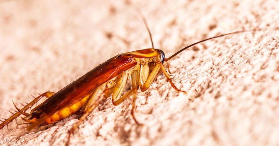 Our pest control in San Diego 6