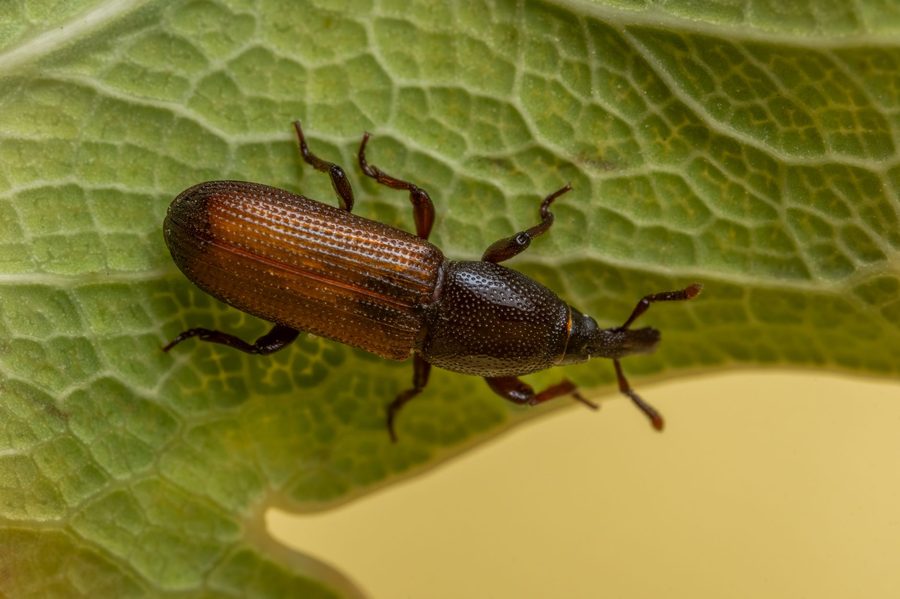 Our pest control in San Diego 7