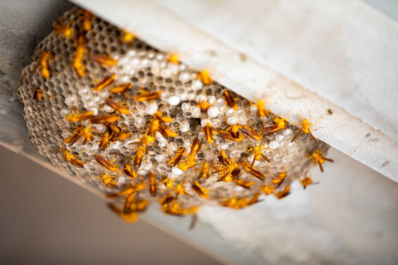 Why San Diego chooses Professional Pest Control LLC